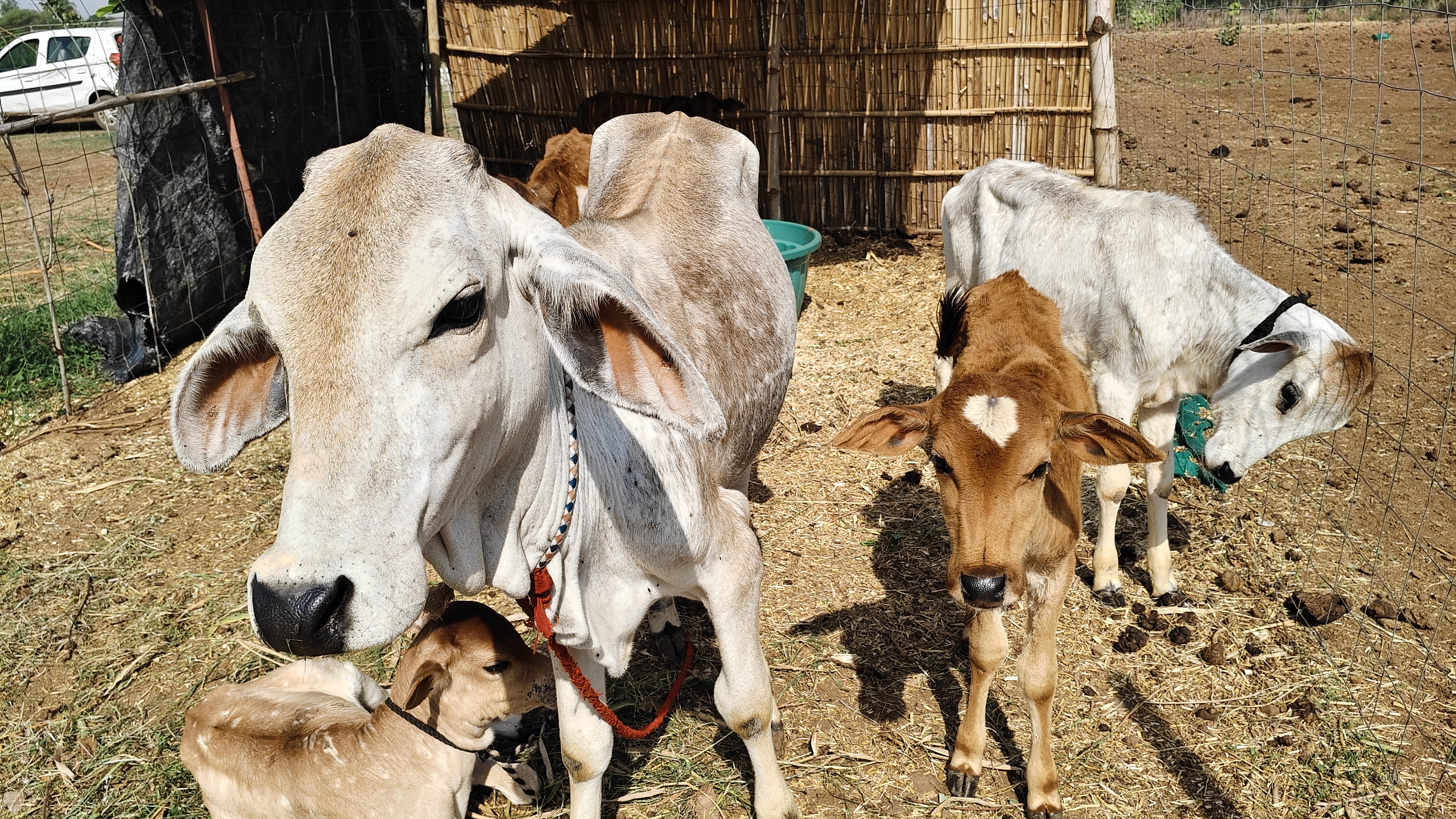 गैलरी छवि 16